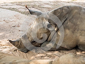 Rhinoceros lay down