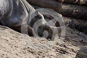 Rhinoceros laying in sand