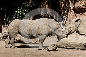 Rhinoceros in Le Cornell animal park