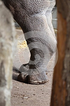 Rhinoceros leg and foot