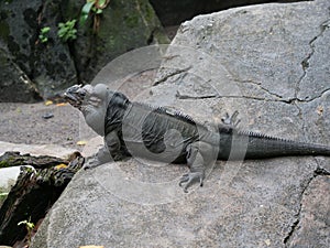 A rhinoceros lizard sunbathing on a rock