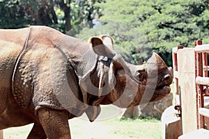 Rhinoceros Looking forward at Indian Zoo in Mysore