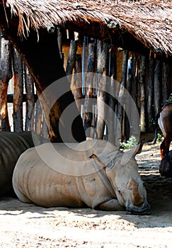 Rhinoceros Lying on the Ground