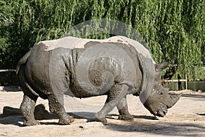 Rhinoceros after mud bath