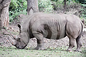 Rhinoceros at Mysore zoo (India) photo