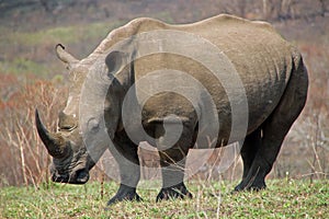 Rhinoceros in the National Park in South Africa photo