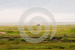 Rhinoceros in Ngorongoro Conservation Area Landscape and Wildlife