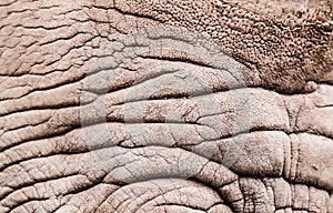 Rhinoceros pattern photo