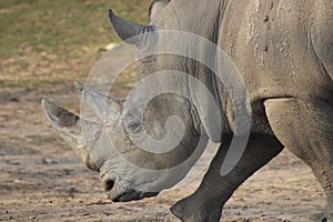 Rhinoceros Portrait Photographs