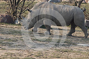 Rhinoceros Portrait Photographs