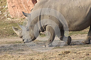 Rhinoceros Portrait Photographs
