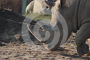 Rhinoceros Portrait Photographs