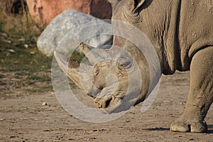 Rhinoceros Portrait Photographs