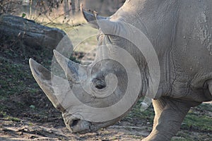 Nosorožec portrét fotografie 