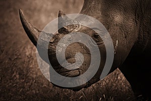 Rhinoceros Profile, Sepia photo