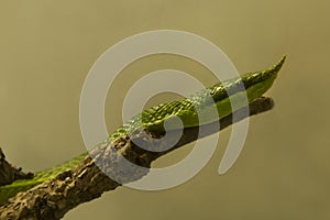 Rhinoceros ratsnake, Vietnamese longnose snake Gonyosoma boulengeri.