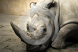 Rhinoceros in reservat
