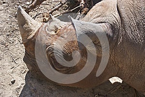 Rhinoceros resting in compound