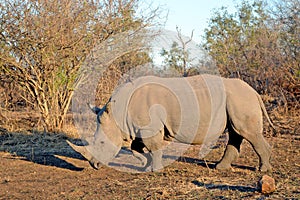 Rhinoceros Rhino Africa Savanna Sunrise