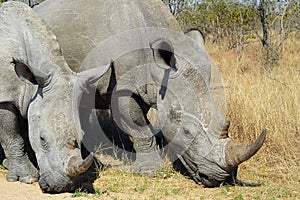 Rhinoceros Rhino Africa Savannah Rhinoceroses Rhinos