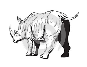Rhinoceros or Rhino Charging Low Angle View Comics Style Drawing