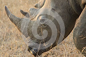 Rhinoceros, rhino photo