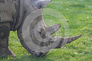 Rhinoceros, rhino, Rhinocerotidae, grazing.