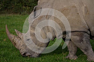 Rhinoceros, rhino, Rhinocerotidae, grazing.