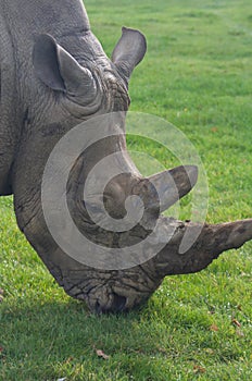 Rhinoceros, rhino, Rhinocerotidae, grazing. photo