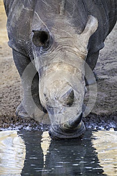 Rhinoceros Rhino, up close, drinking water