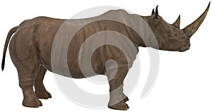 Rhinoceros, Rhino, Wildlife, Isolated, Illustration