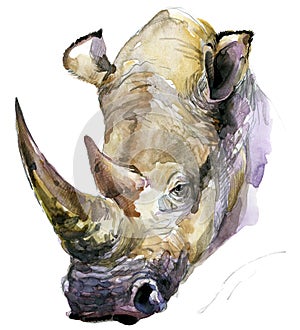 Rhinoceros. Rhinoceros watercolor. African animal hand drawn illustration. Rhinoceros watercolor background.