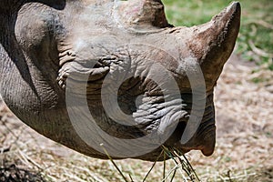 Rhinoceros (Rhinocerotidae)