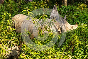 Rhinoceros in the Royal Chitwan National Park