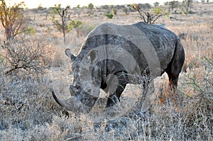 Rhinoceros in the savannah