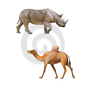 Rhinoceros side view, one hooved camel walking photo