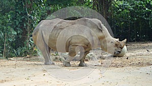 Rhinoceros in Singapore Zoo