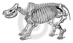 Rhinoceros Skeleton, vintage illustration