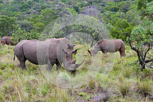 Rhinoceros in South Africa