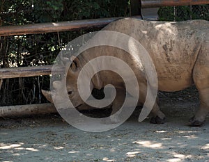 Rhinoceros in a specially allocated area at the zoo