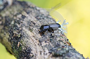 The rhinoceros stag beetle sitting on a rotten tree branch