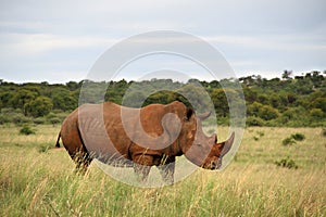 A rhinoceros standing in a green grass field.