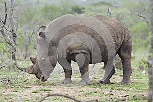 Rhinoceros stands in African plains