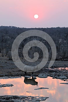 Rhinoceros at Sunset - Namibia Afrika