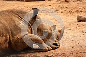 Rhinoceros taking a nap on the field