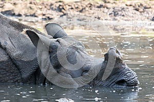 Rhinoceros at Tierpark Berlin
