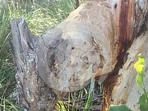 The rhinoceros tree