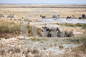 Rhinoceros with two tusks and herd of zebras and impala antelopes in Etosha National Park, Namibia drink water from the lake