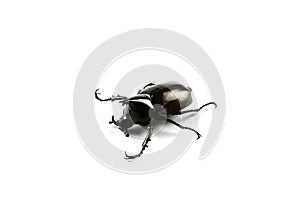Rhinoceros or unicorn beetle on white background