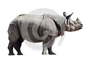 Rhinoceros unicornis photo